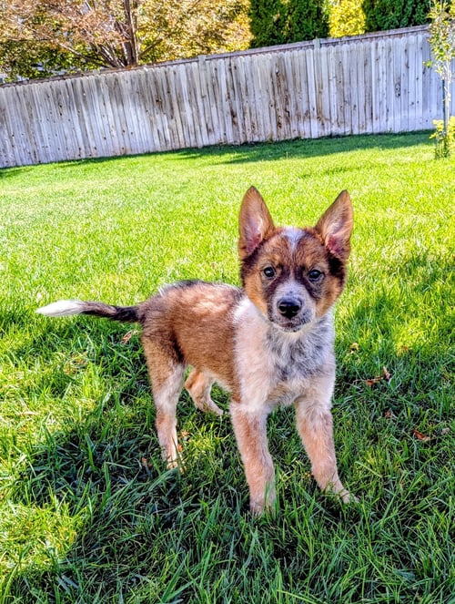 ARIE CLAIRE - Australian Cattle Dog/Blue Heeler / German Shepherd Dog available for adoption