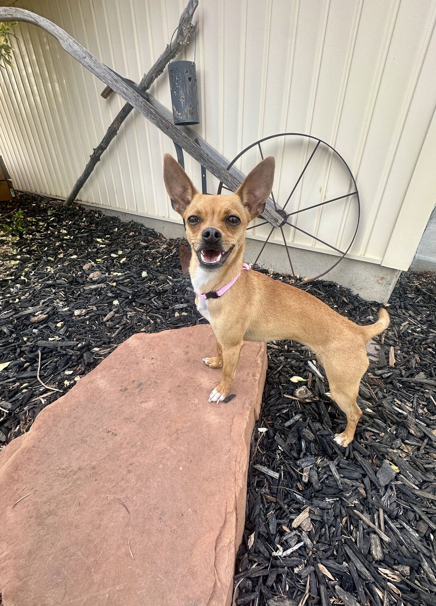 LIL JULIET - Chihuahua available for adoption