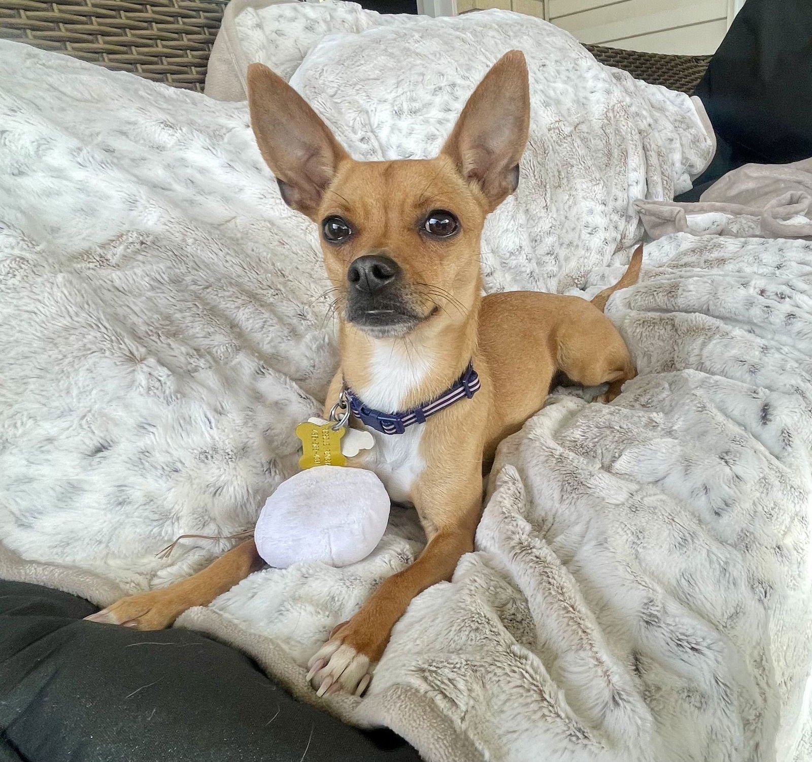 LIL JULIET - Chihuahua available for adoption