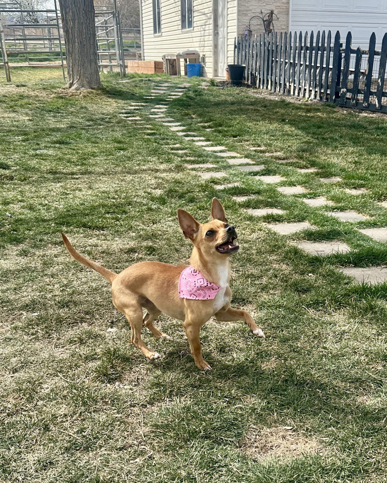 Lil Juliet - Photo 4