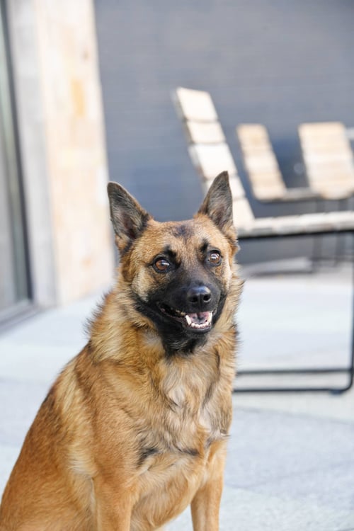 FRANKIE BROWN - Shepherd available for adoption