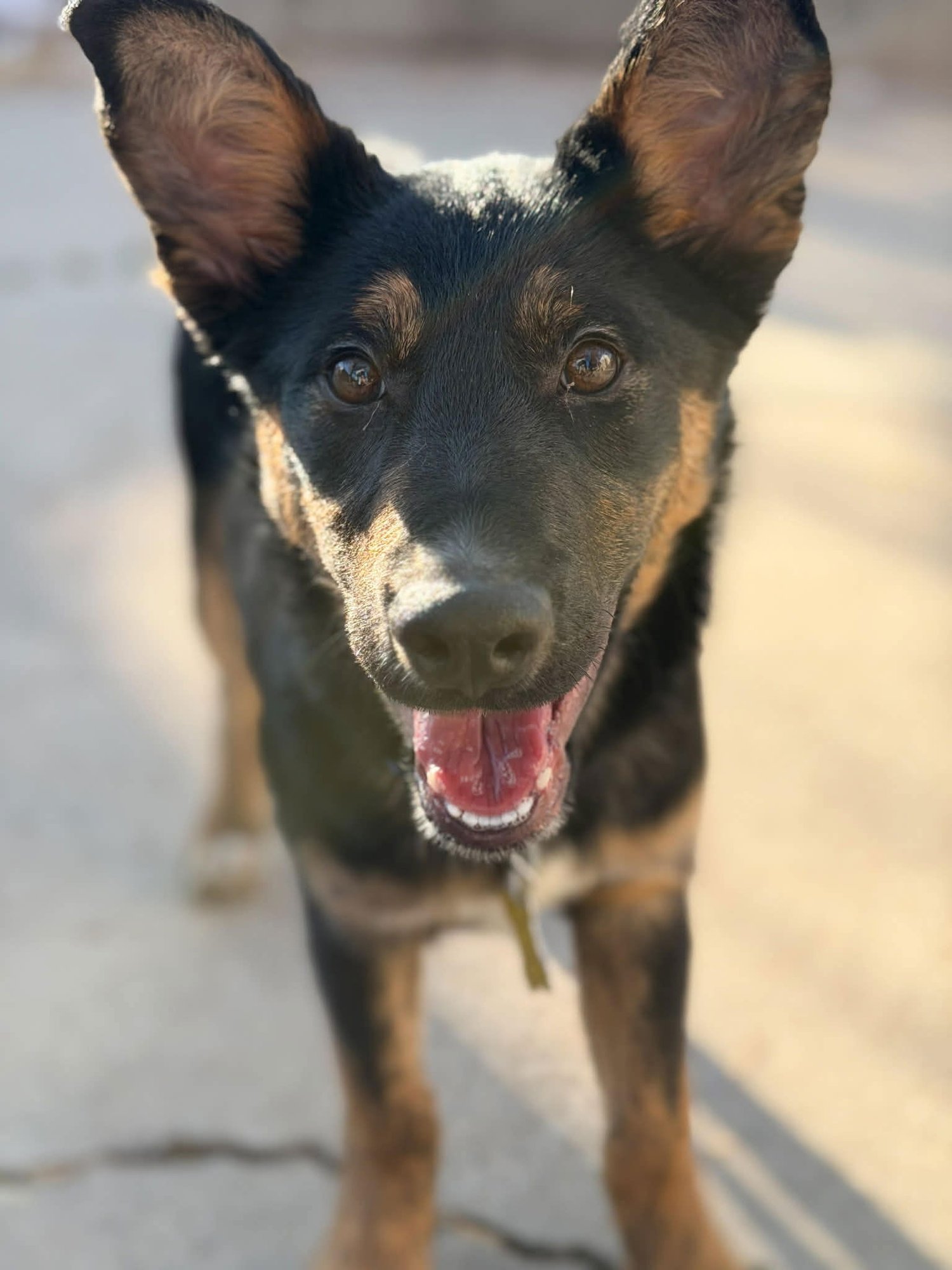 DETRIK - Shepherd available for adoption