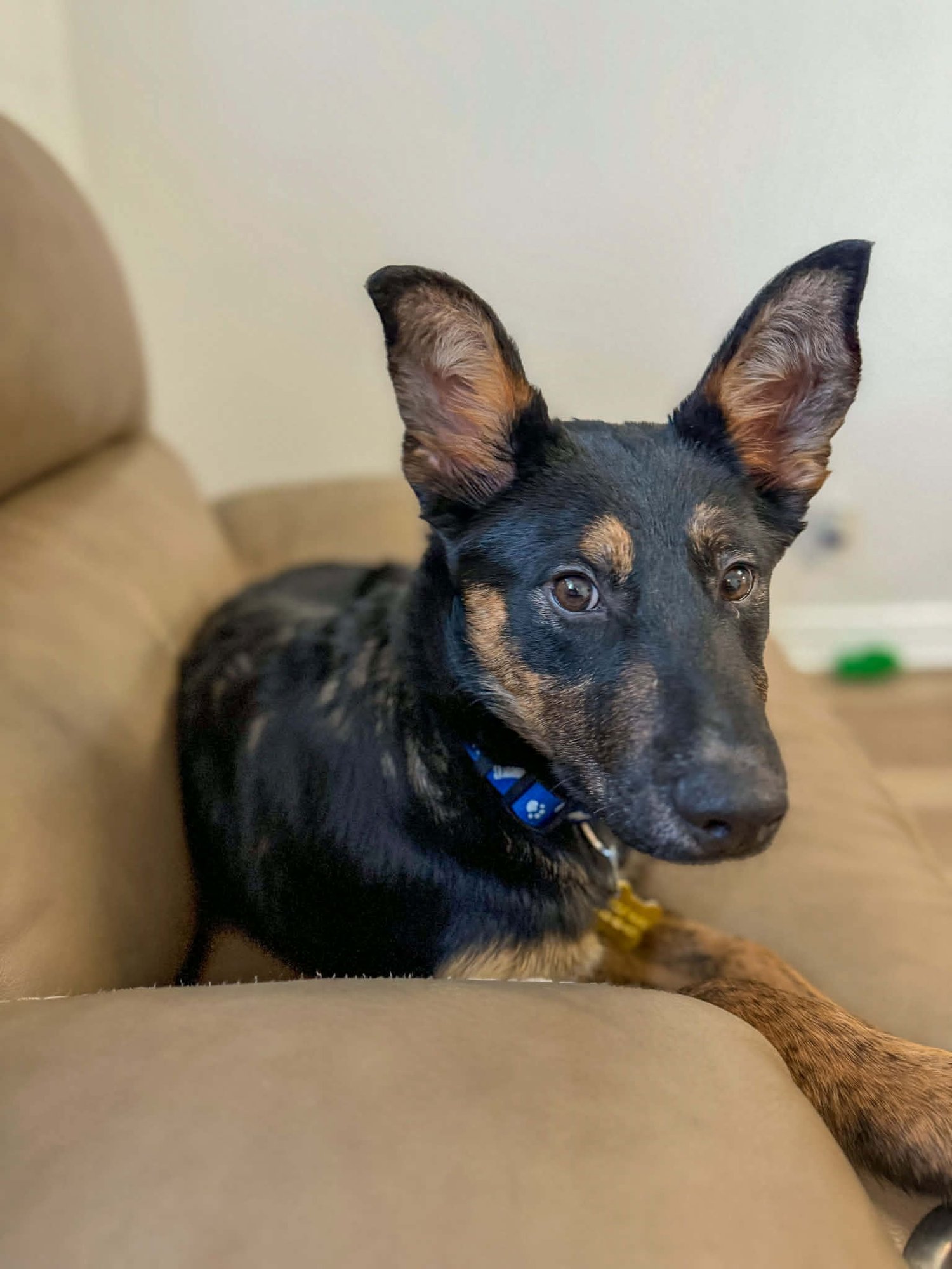 DETRIK - Shepherd available for adoption