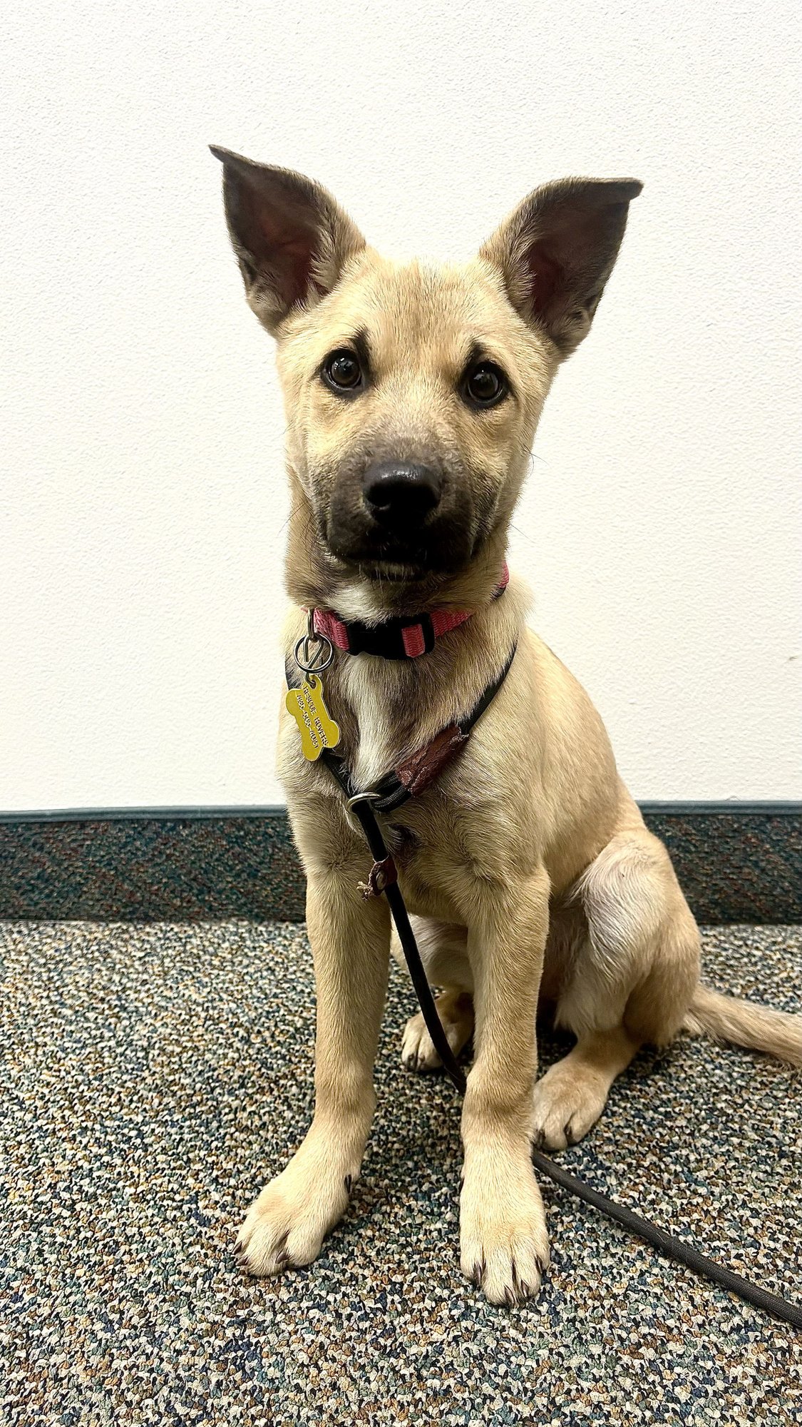 GINNY WEASLEY - Shepherd available for adoption
