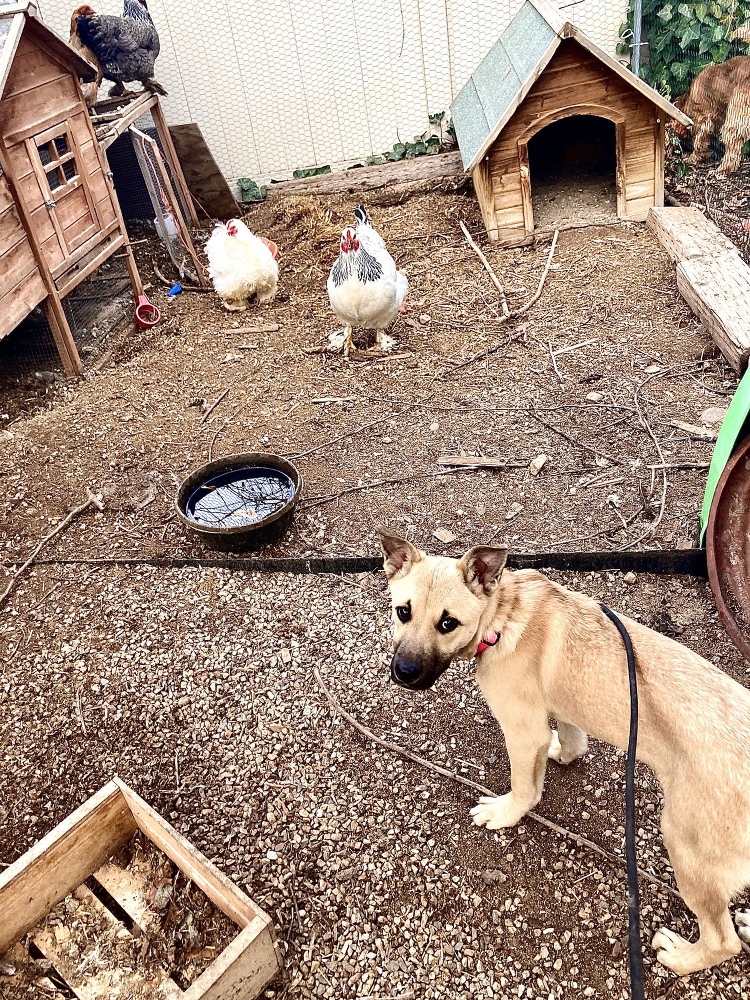 GINNY WEASLEY - Shepherd available for adoption