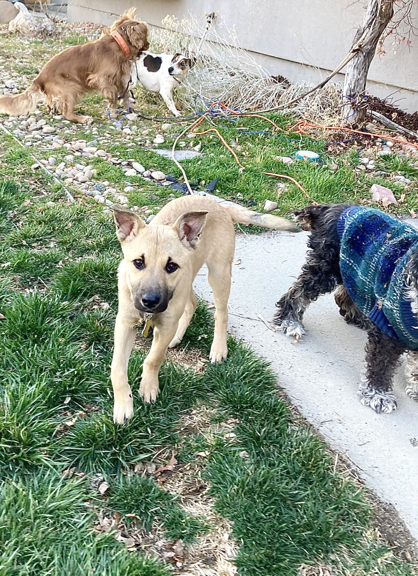 Ginny Weasley - Photo 6