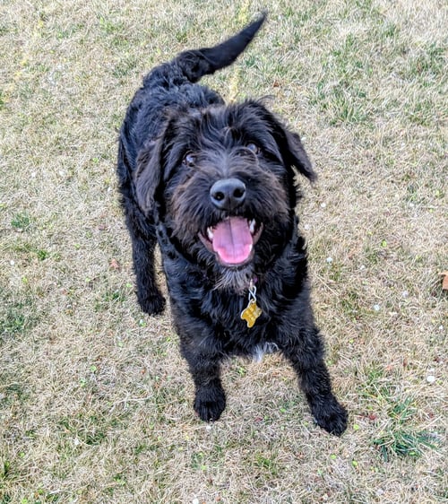 ZOOSE - Poodle (Standard) / Australian Cattle Dog/Blue Heeler available for adoption