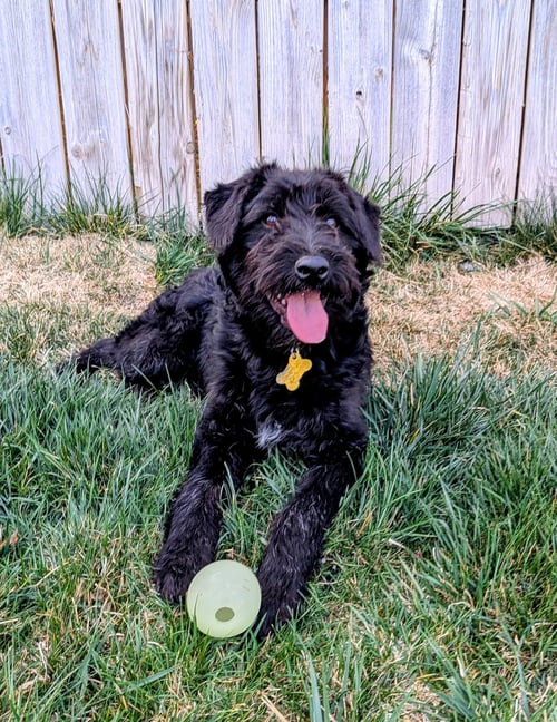ZOOSE - Poodle (Standard) / Australian Cattle Dog/Blue Heeler available for adoption