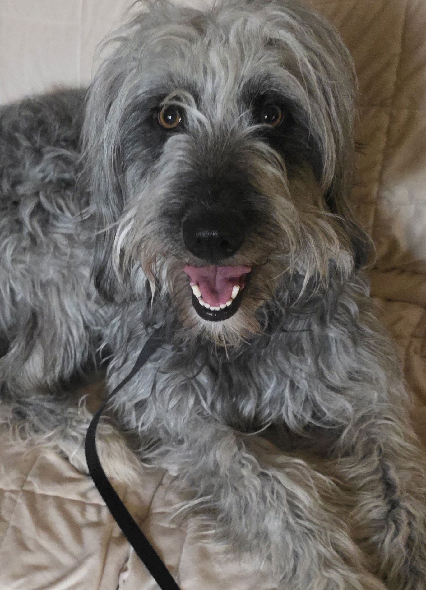 SCHATZIE - Poodle (unknown type) available for adoption