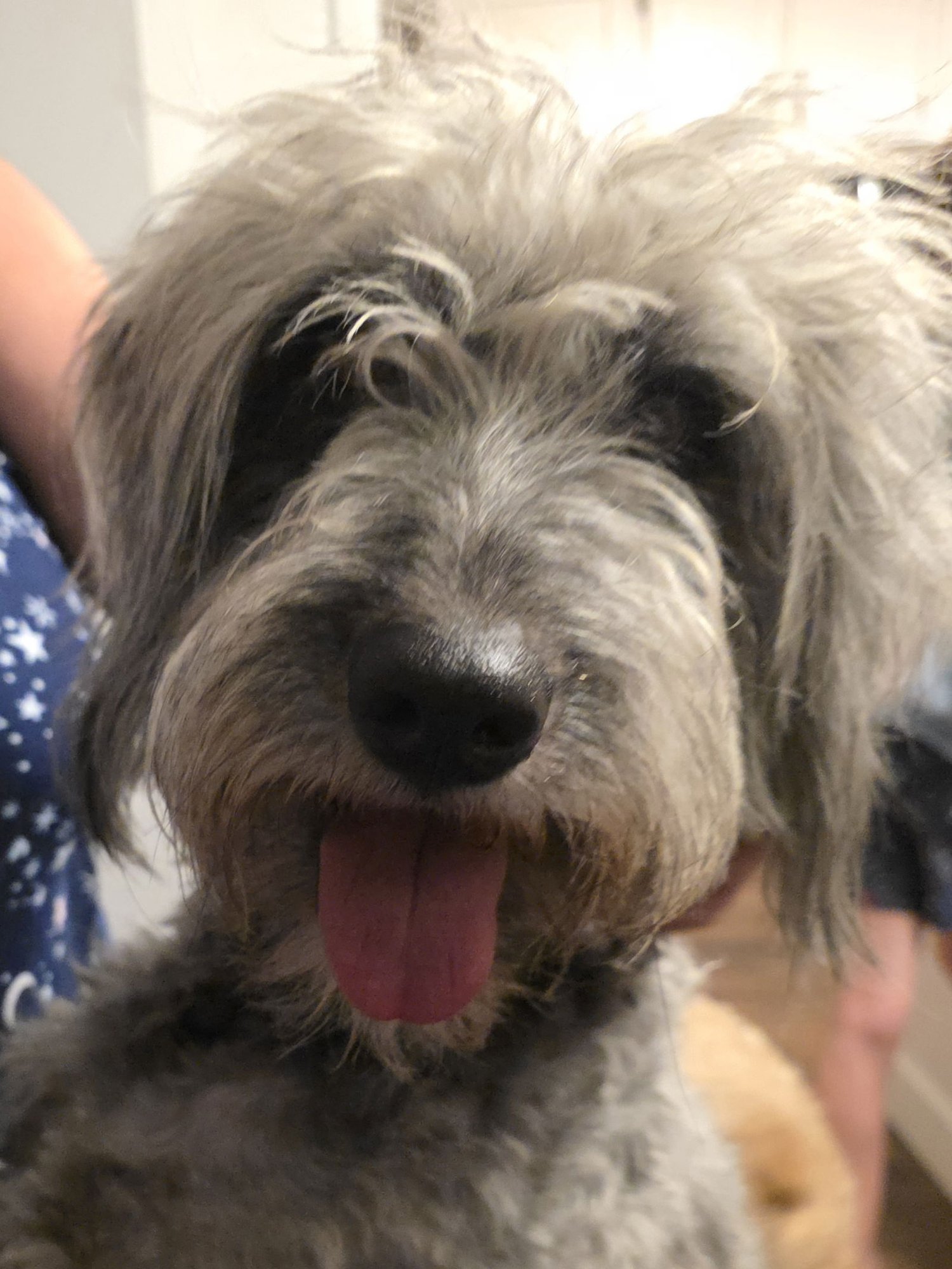 SCHATZIE - Poodle (unknown type) available for adoption