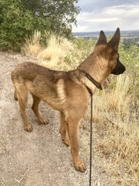 Rex-a-saurus - Photo 2