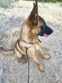 Rex-a-saurus - Photo 9