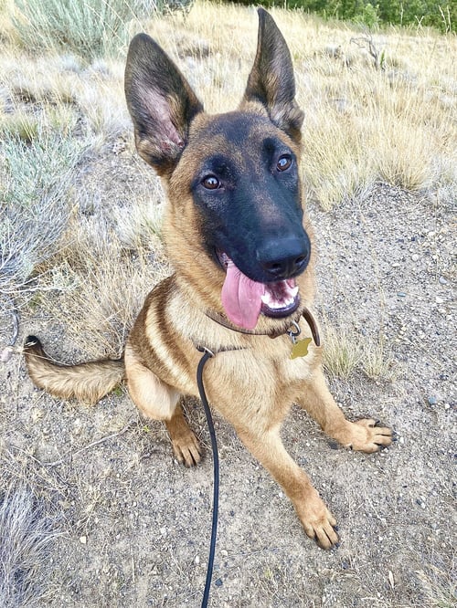 REX-A-SAURUS - Belgian Shepherd Malinois / Shepherd available for adoption