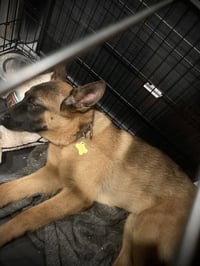 Rex-a-saurus - Photo 6
