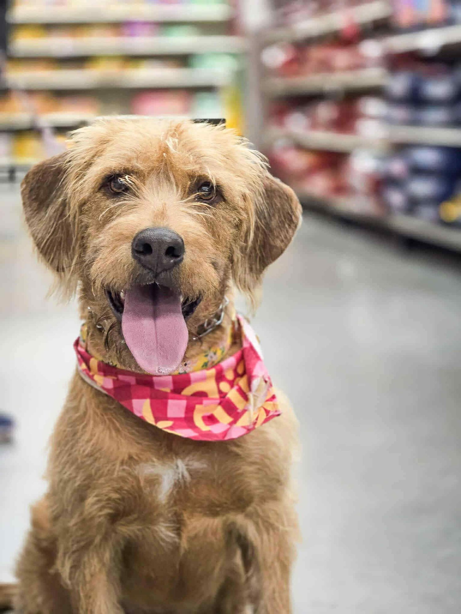 MILLIE MILDRED - Golden Retriever / Poodle (unknown type) available for adoption