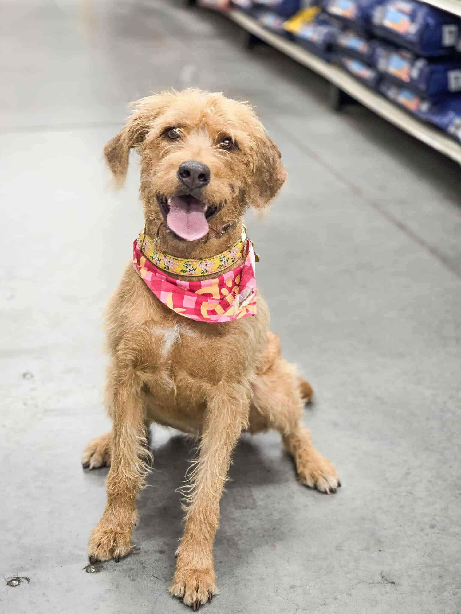 MILLIE MILDRED - Golden Retriever / Poodle (unknown type) available for adoption