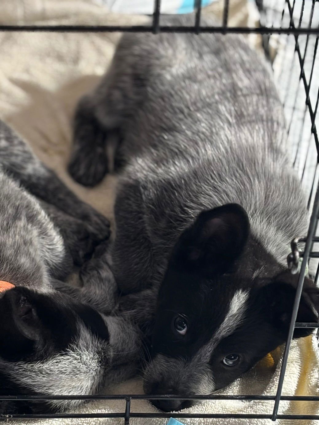 MR. PRICKLEPANTS - Cattle Dog available for adoption