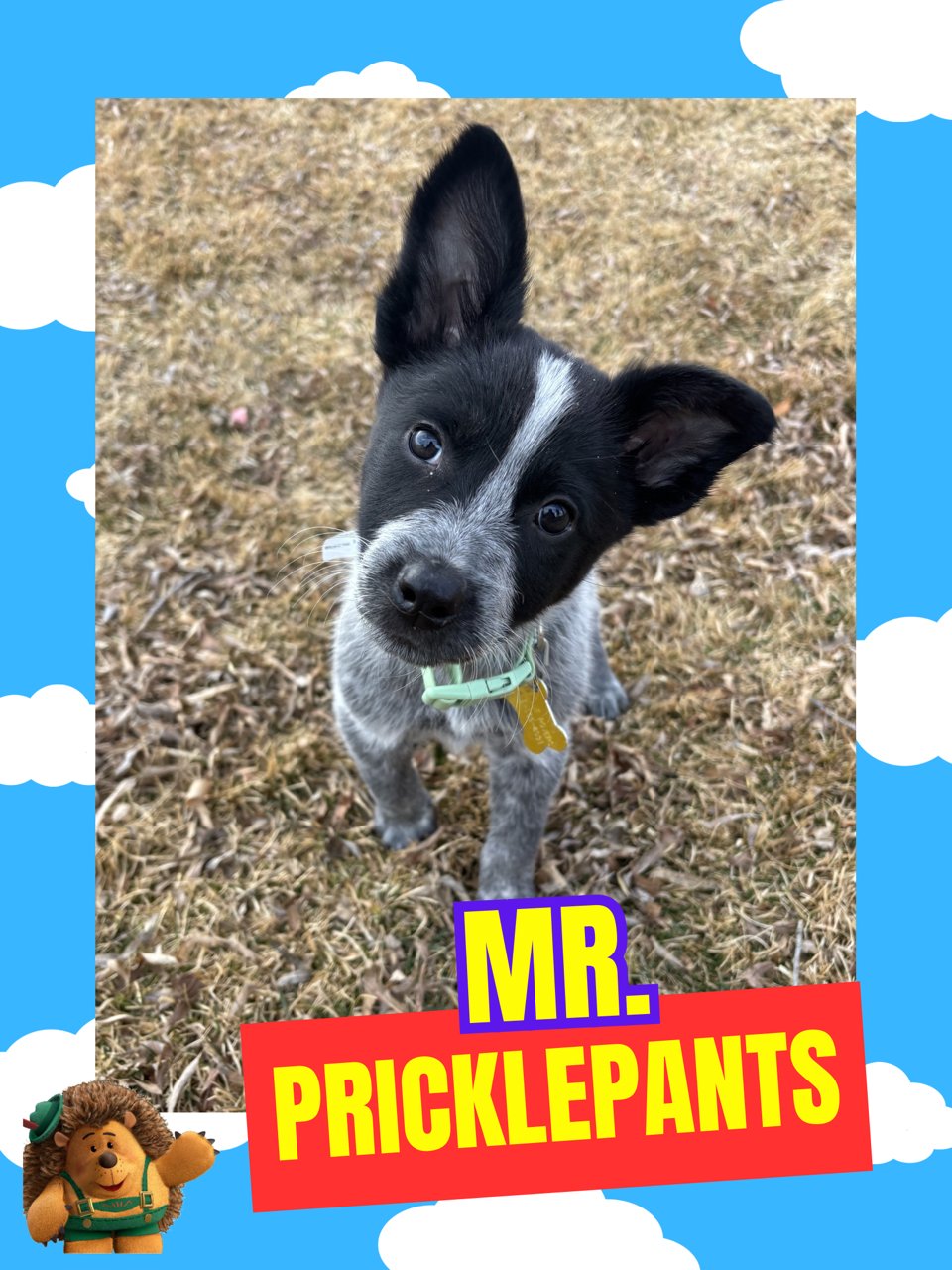 Mr. Pricklepants - Photo 3