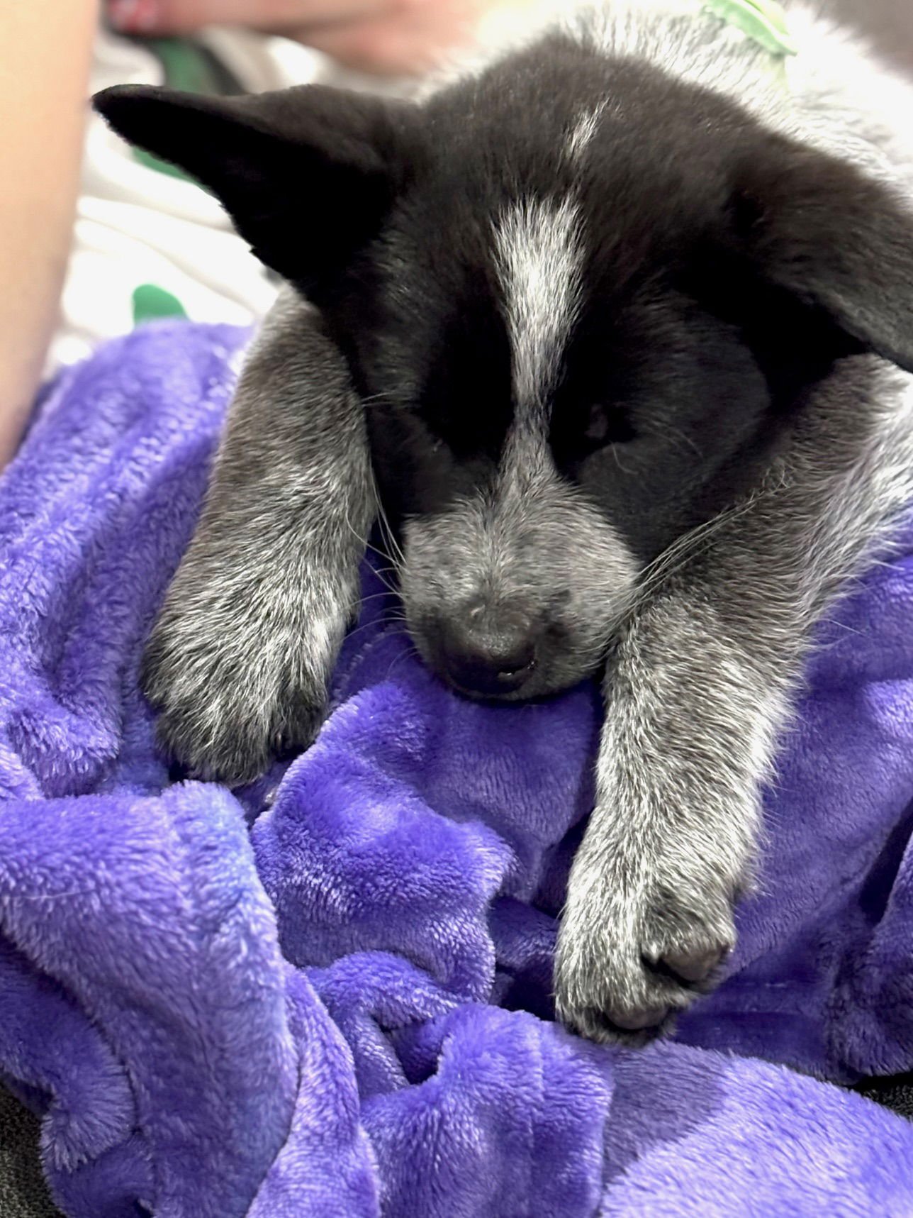 Mr. Pricklepants - Photo 4