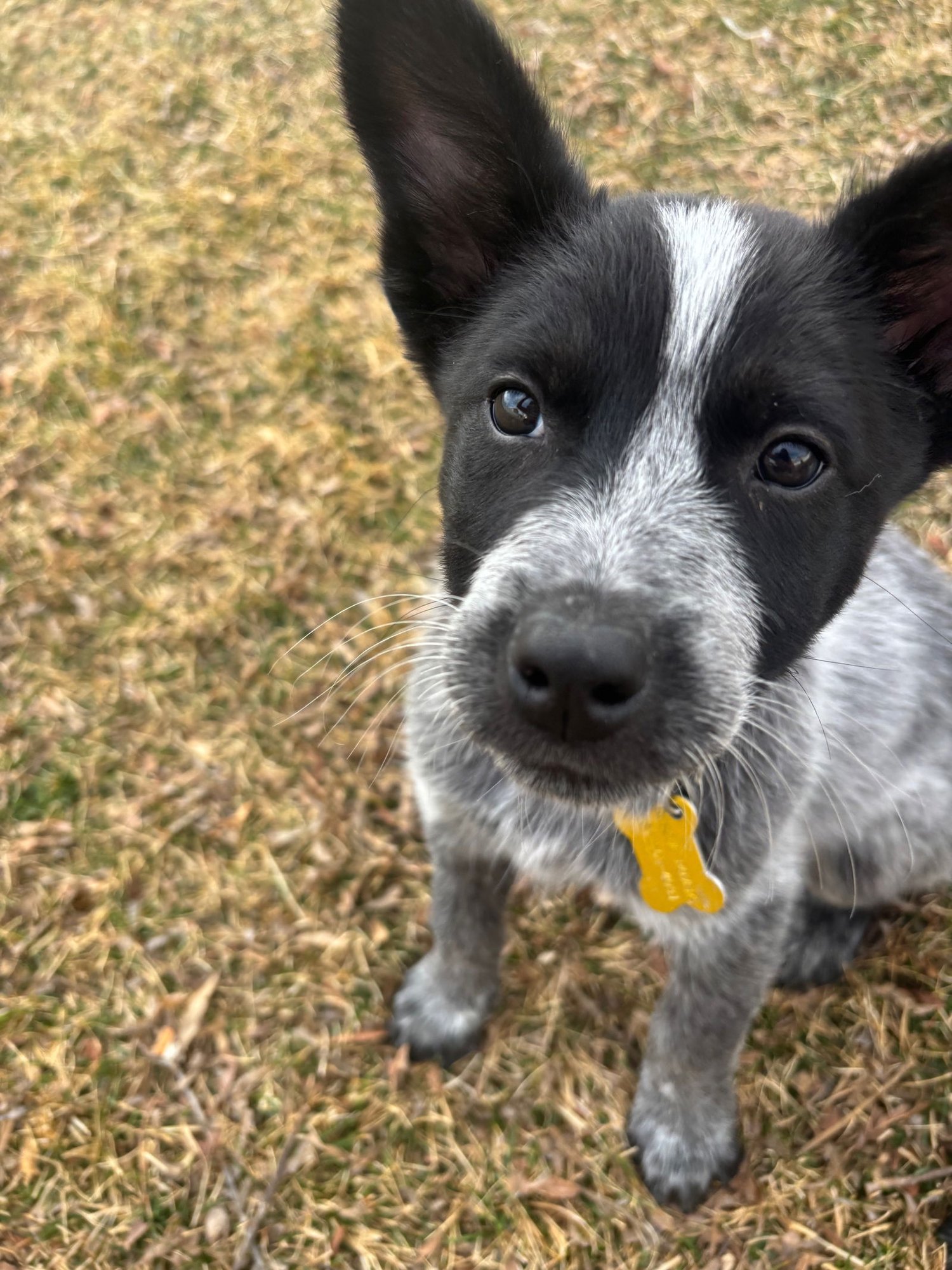 Mr. Pricklepants - Photo 5