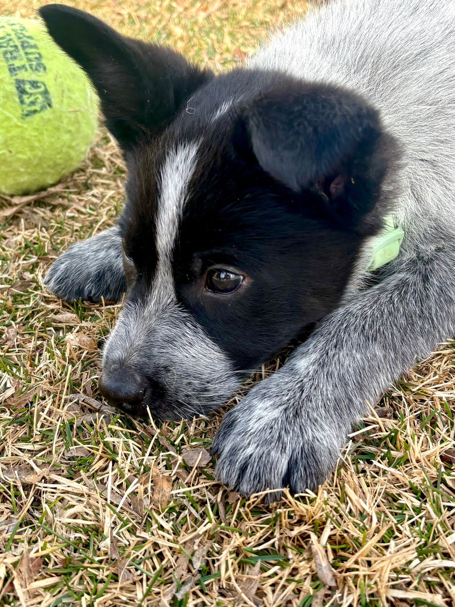 Mr. Pricklepants - Photo 6