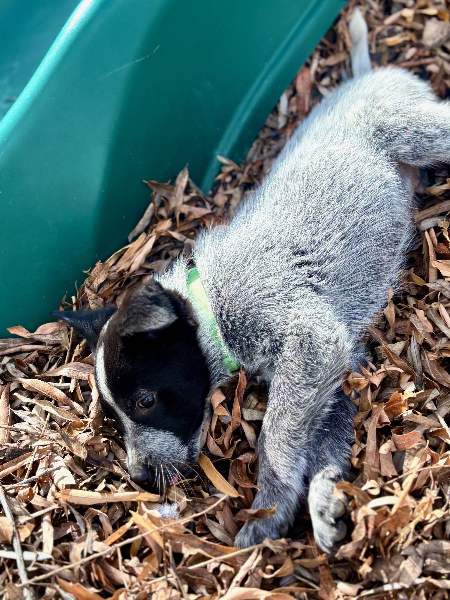 Mr. Pricklepants - Photo 7