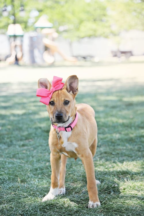 ALICE CLAIRE - Cattle Dog / Labrador Retriever available for adoption