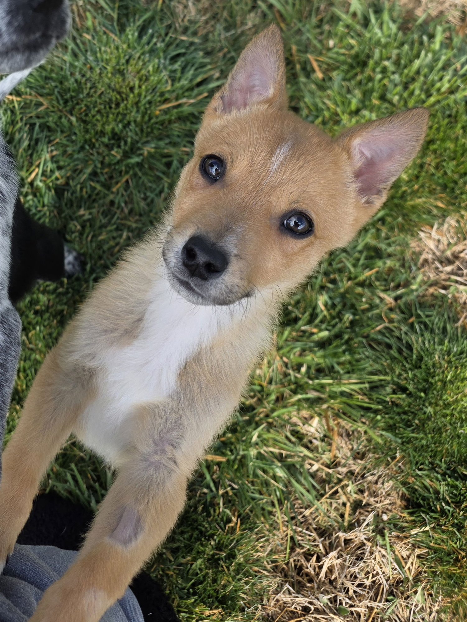 CANIK - Cattle Dog available for adoption