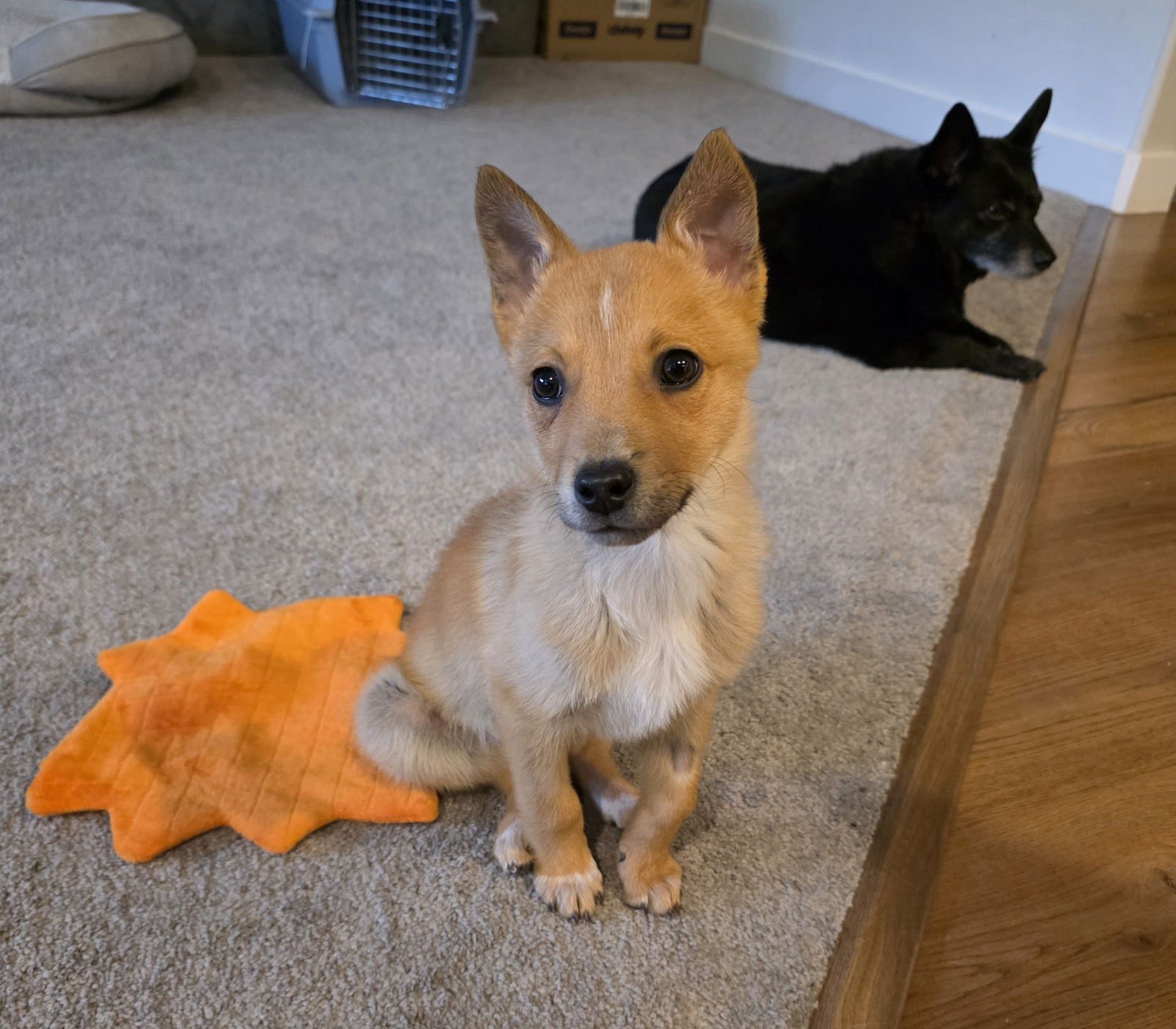 CANIK - Cattle Dog available for adoption