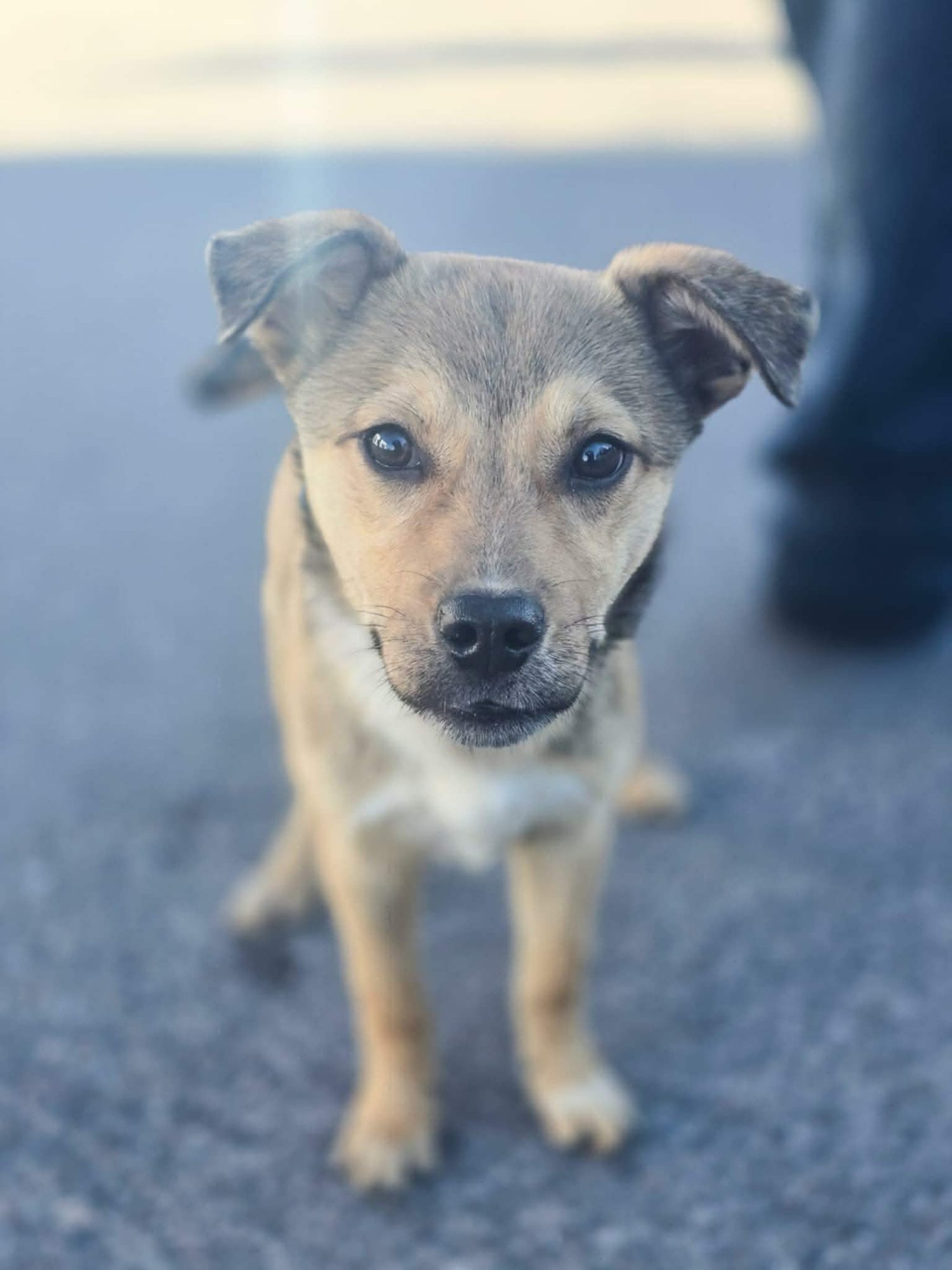 PREZLIE - Shepherd available for adoption