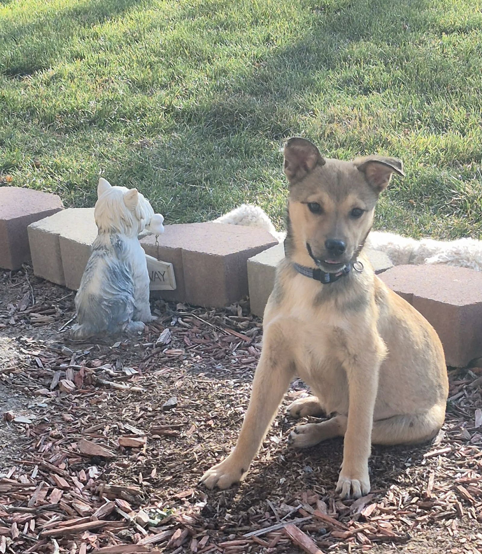 PREZLIE - Shepherd available for adoption