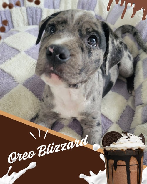 OREO BLIZZARD