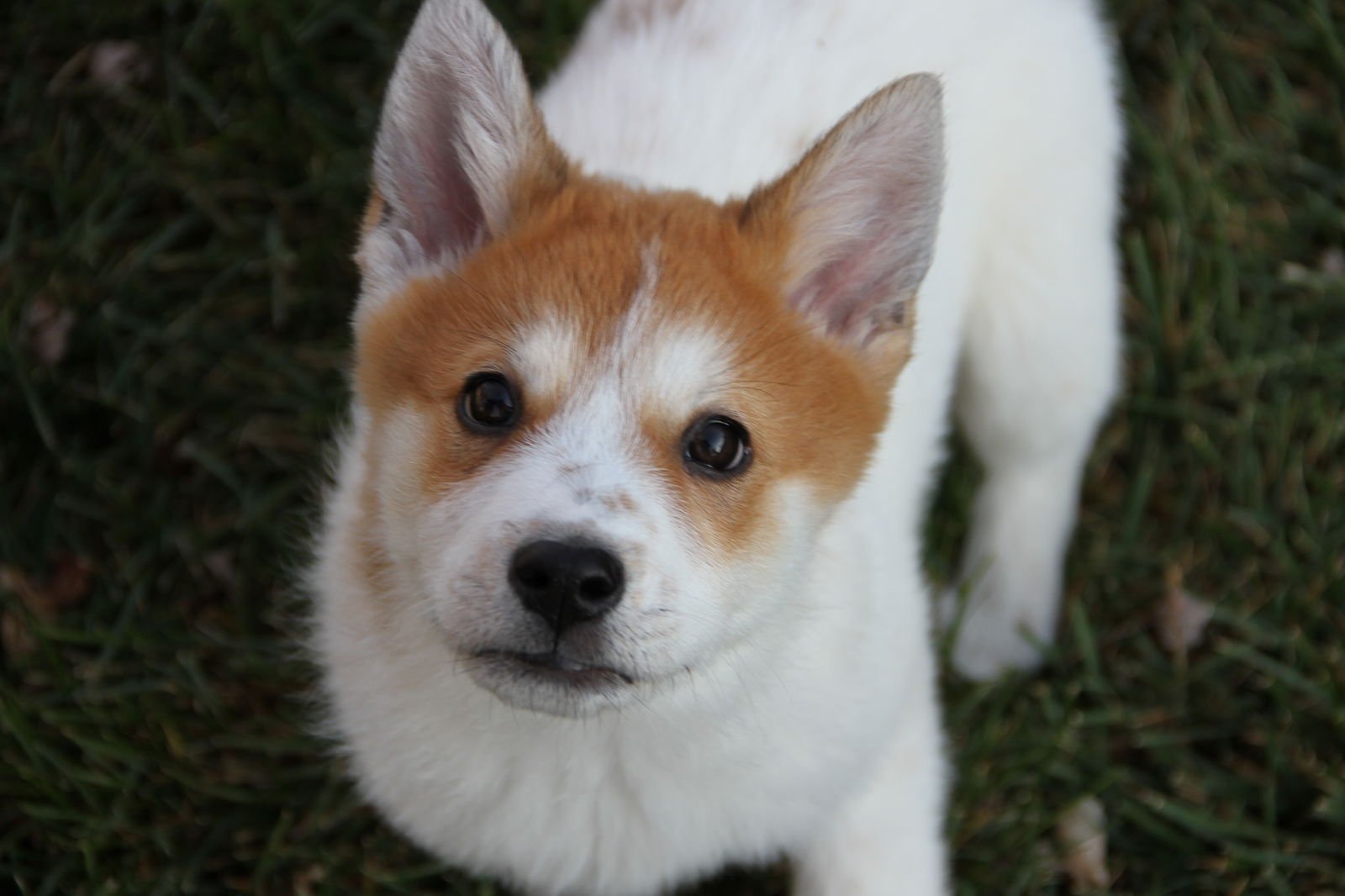 UKULELE - Collie available for adoption