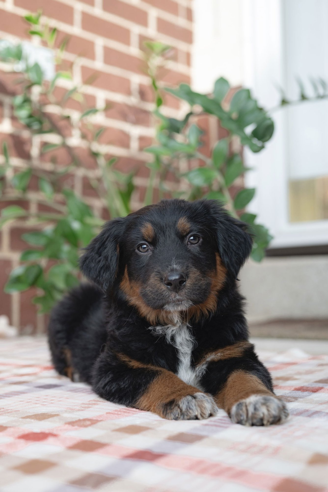 ONIGIRI - Collie available for adoption