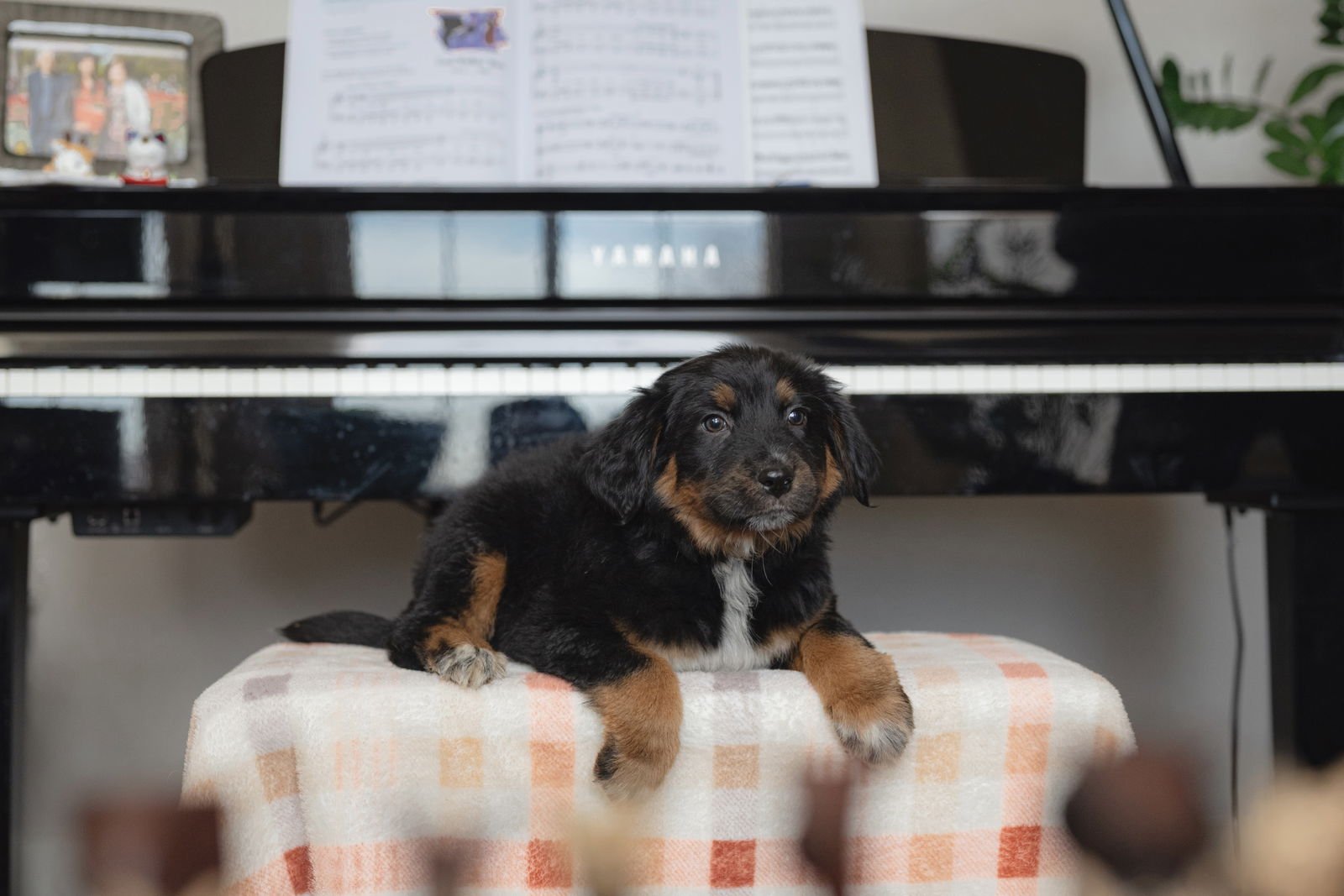 ONIGIRI - Collie available for adoption