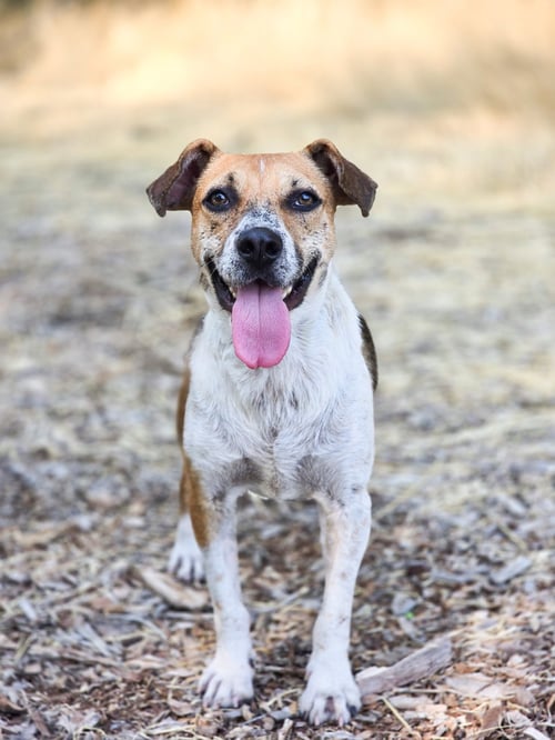SAMIE - Australian Cattle Dog/Blue Heeler available for adoption
