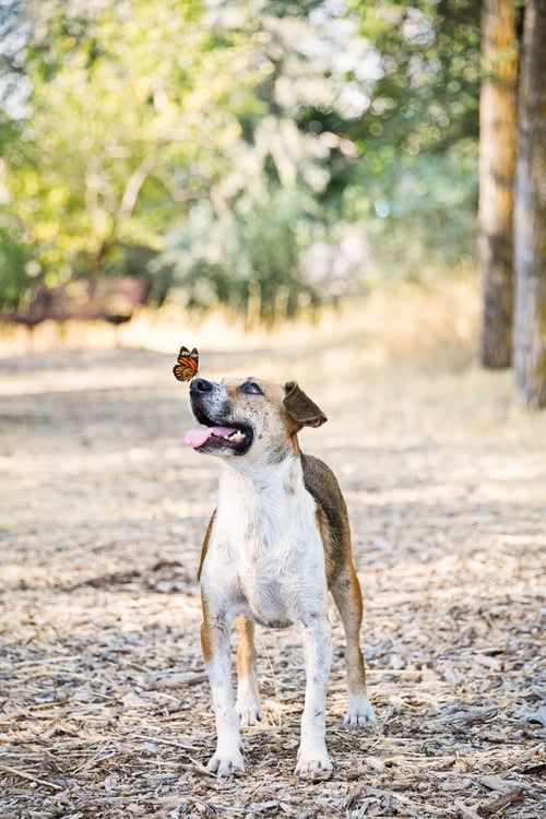 SAMIE - Australian Cattle Dog/Blue Heeler available for adoption