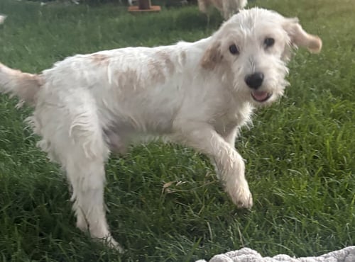 TAEG - Terrier available for adoption