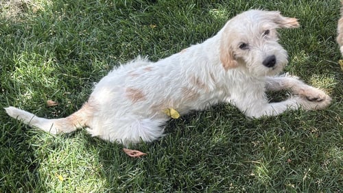 TAEG - Terrier available for adoption