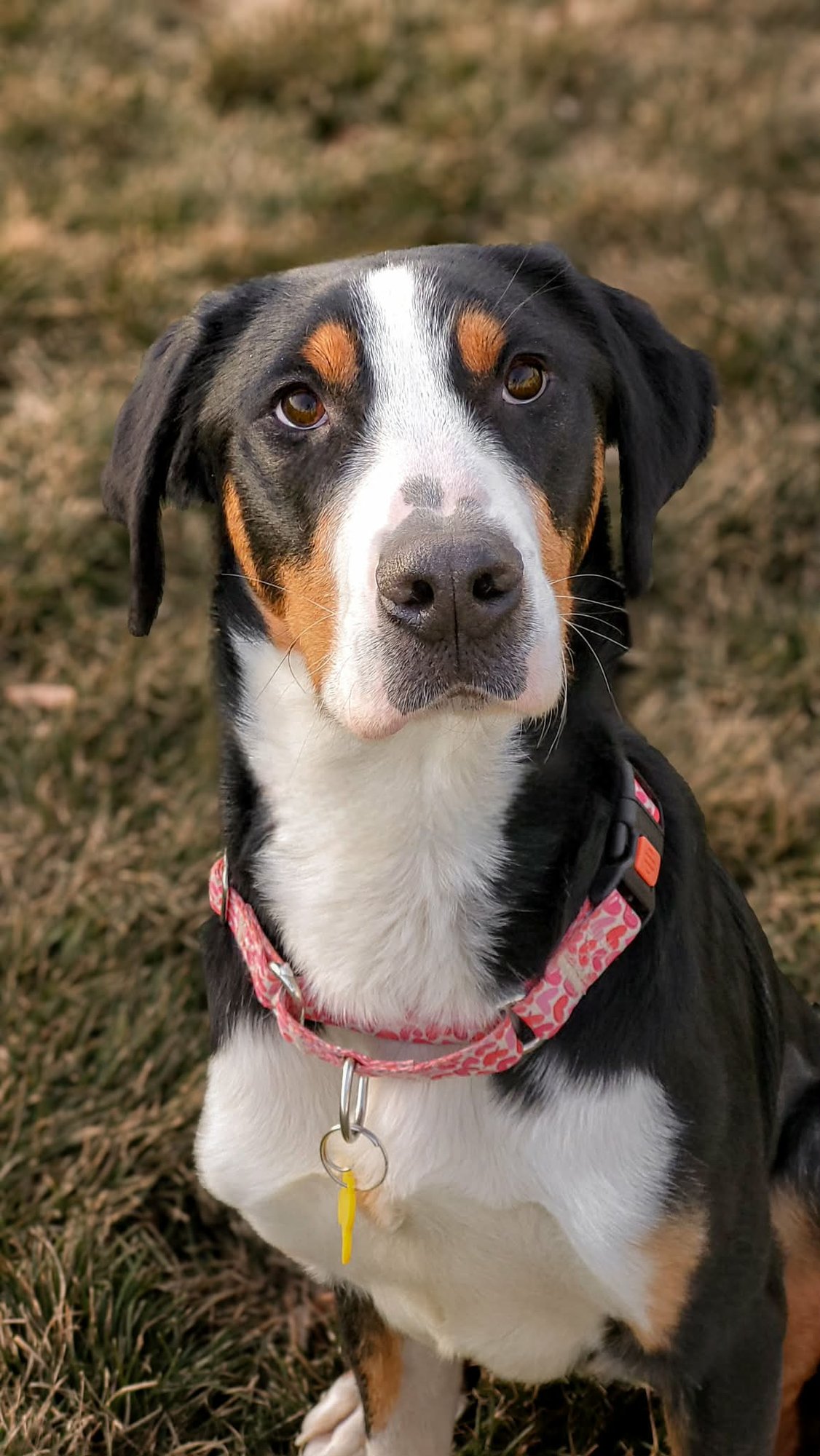 CASHMEERE - Greater Swiss Mountain Dog available for adoption