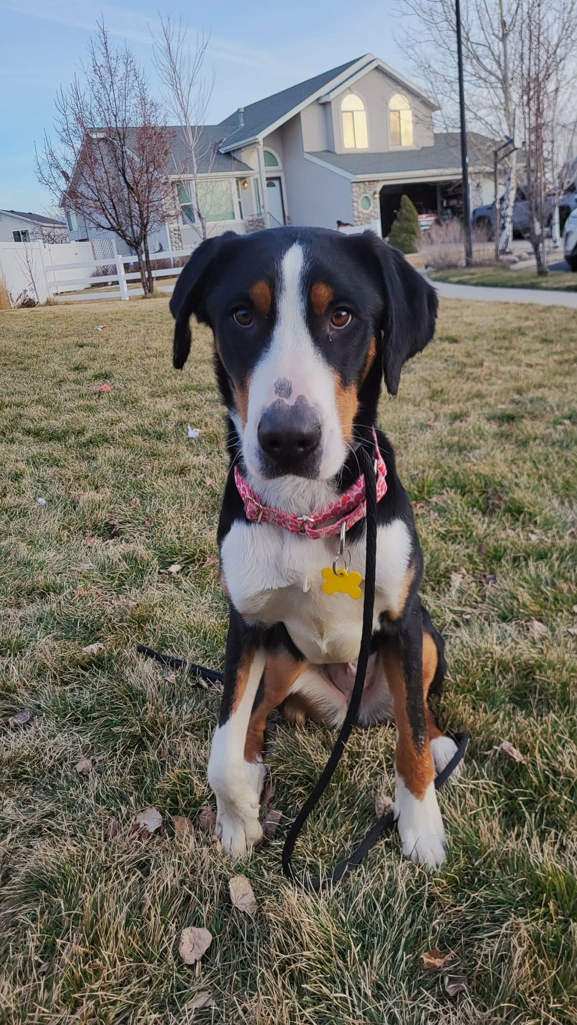 CASHMEERE - Greater Swiss Mountain Dog available for adoption