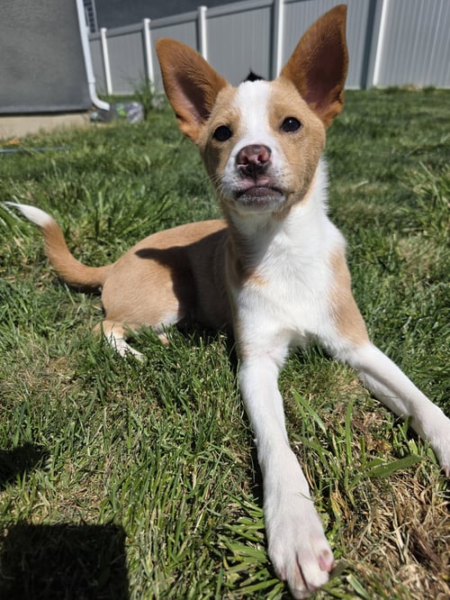 TOASTEE - Collie / Australian Cattle Dog/Blue Heeler for adoption in West Jordan