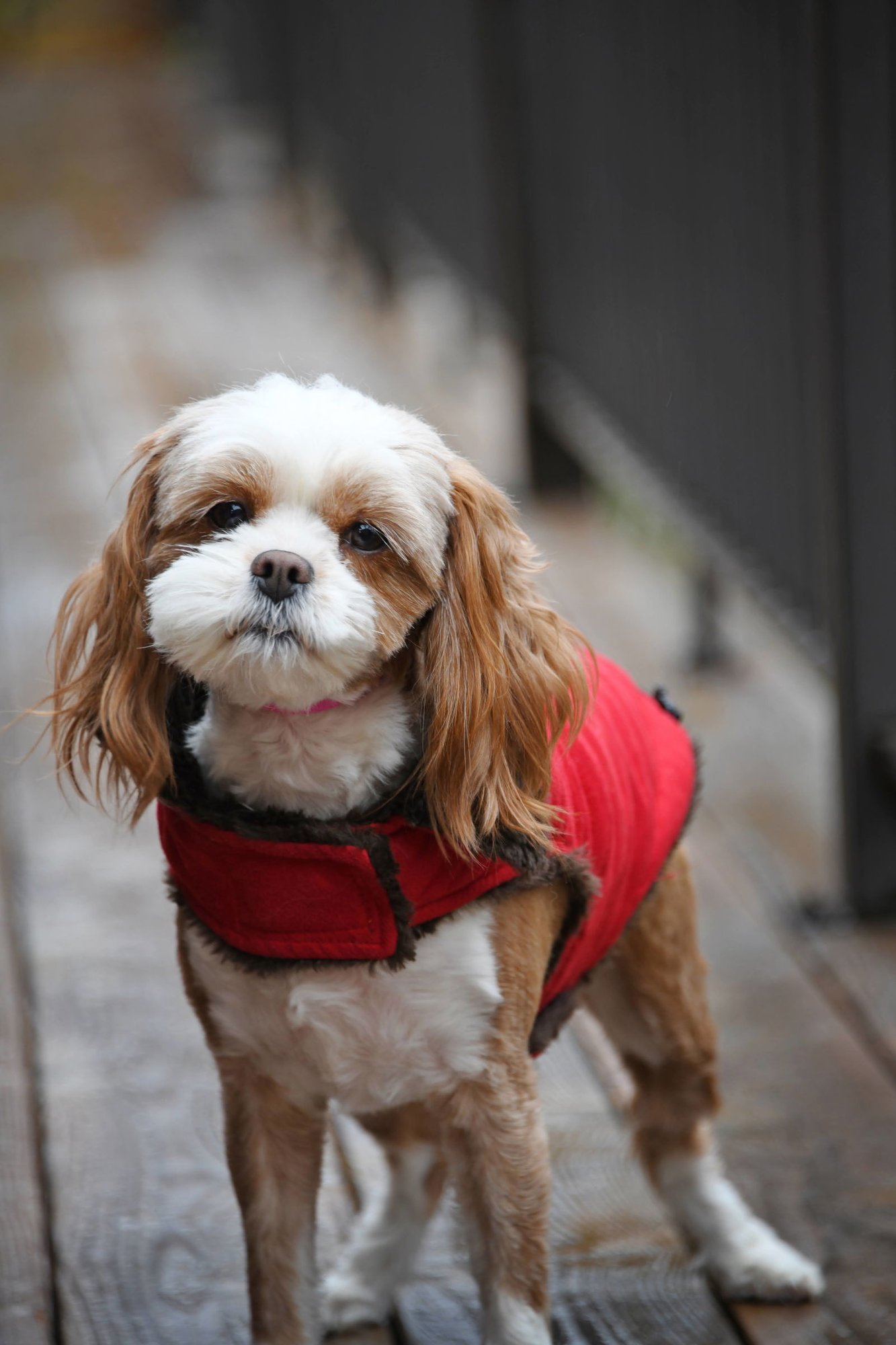INDY ROO - Shih Tzu available for adoption