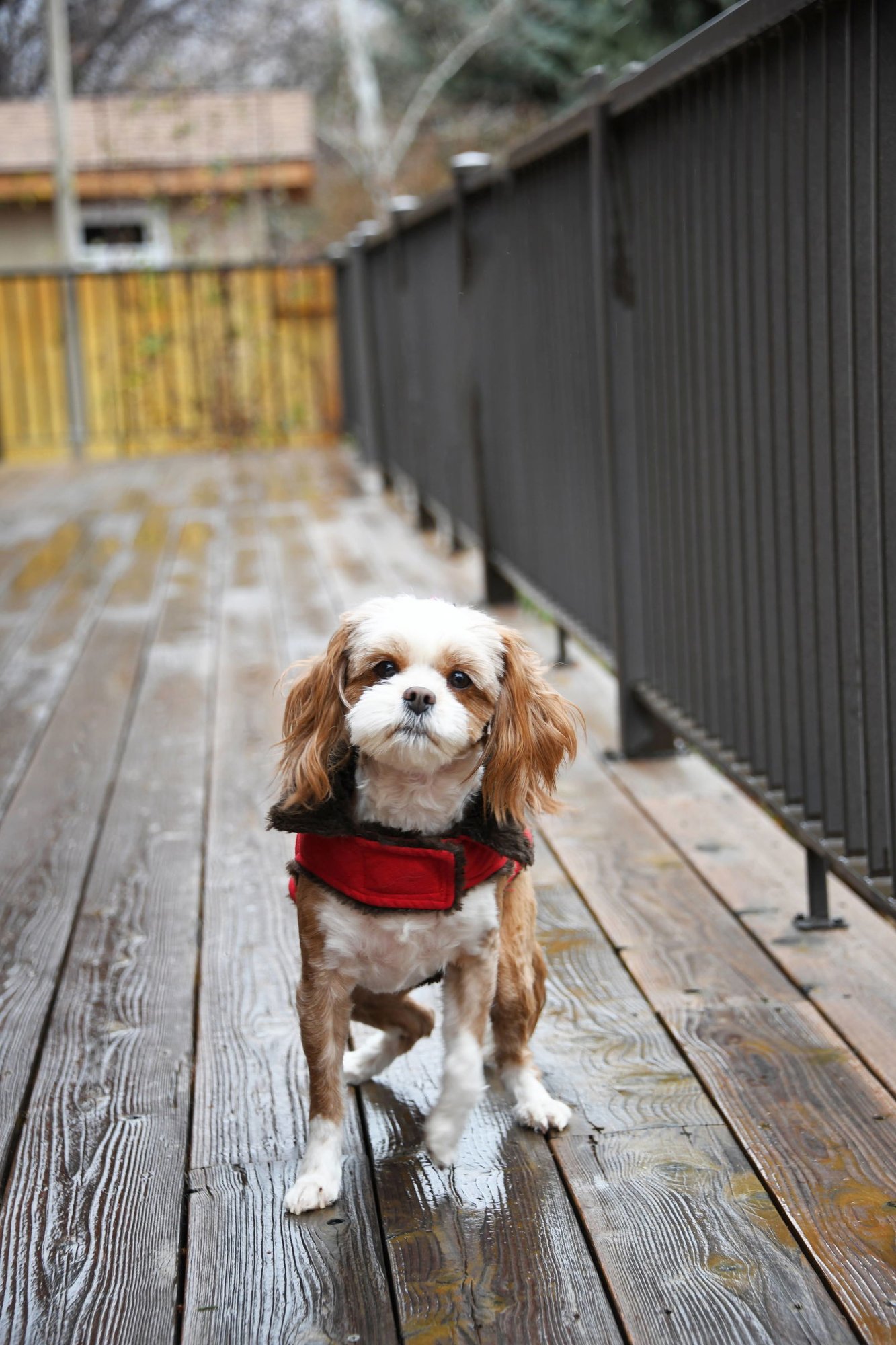 INDY ROO - Shih Tzu available for adoption