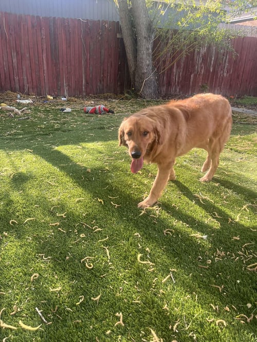 BENTLEE - Golden Retriever available for adoption