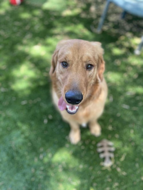 BENTLEE - Golden Retriever available for adoption