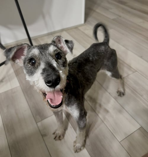WINSTON HENRY - Schnauzer available for adoption