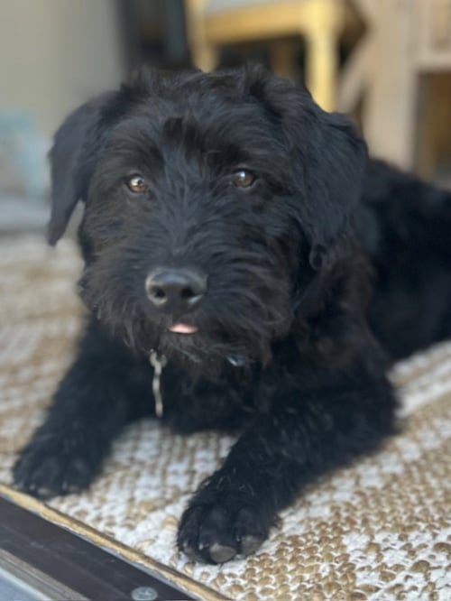 RIDGEE - Poodle (Standard) / Australian Cattle Dog/Blue Heeler available for adoption