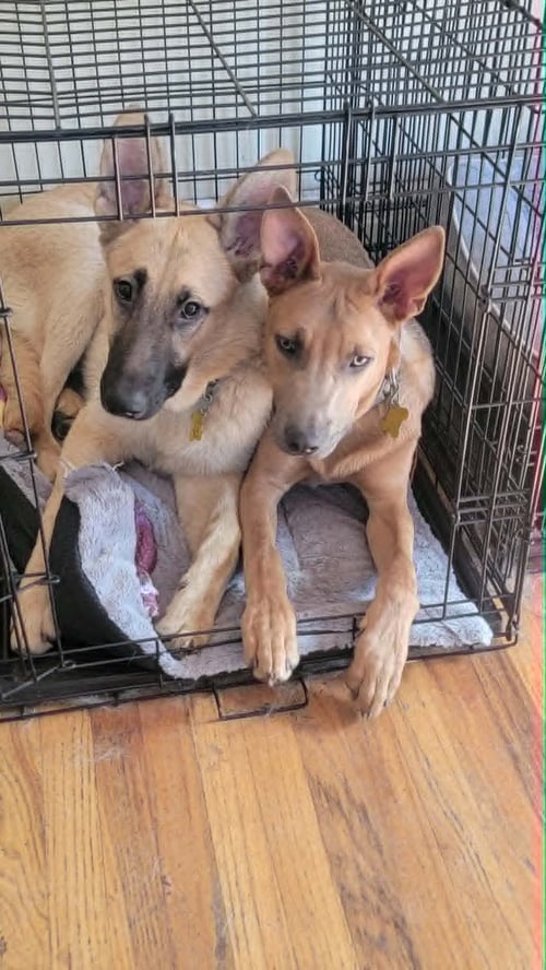 OTTERPOP - Australian Cattle Dog/Blue Heeler available for adoption