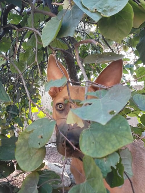 OTTERPOP - Australian Cattle Dog/Blue Heeler available for adoption